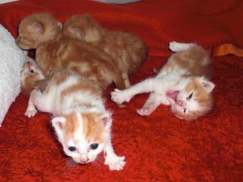 Ihre alten Decken halten unsere Tiere warm