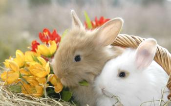 Tiere sind kein Ostergeschenk!