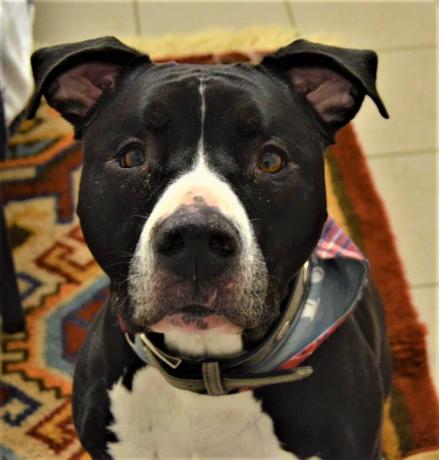 TYLER, Stafford-Mix, männlich, 9 Jahre
