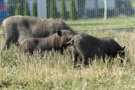 RUDI,REINI, RÜDIGER und RALFI, Zwerg-Hängebauchschweine, männlich, 3,5 Monate