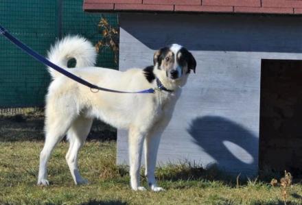 IVAR, Mischling, männlich, 2 Jahre