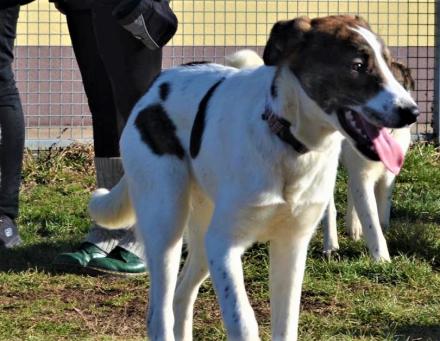 BELLA, Mischling, weiblich, 7,5 Monate