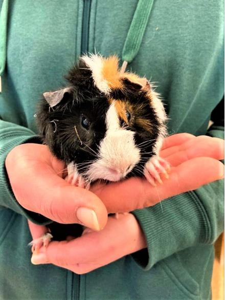 BUENO, Meerschweinchen, männlich, 1 Jahr