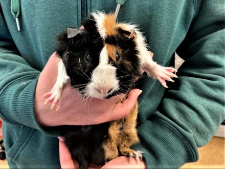 BUENO, Meerschweinchen, männlich, 1 Jahr