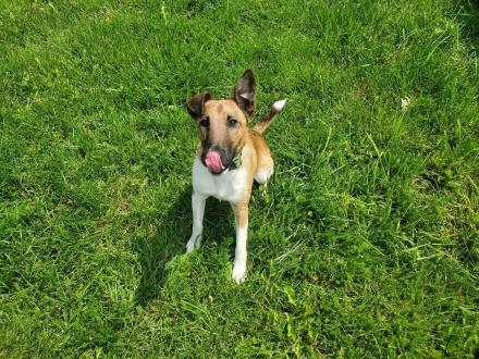 FOXY, Foxterrier, männlich, 10 Monate
