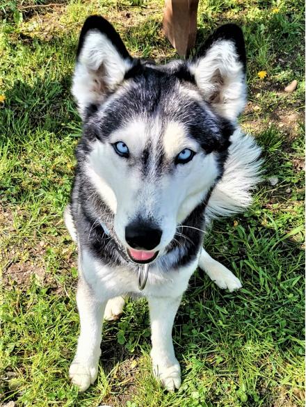 JENNY & BRUNO, Husky, Shar Pei, ?, 5 Jahre & 7 Jahre