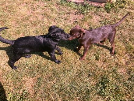 BLACKY & BROWNIE, Labrador-Mix, männlich, 3,5 Monate