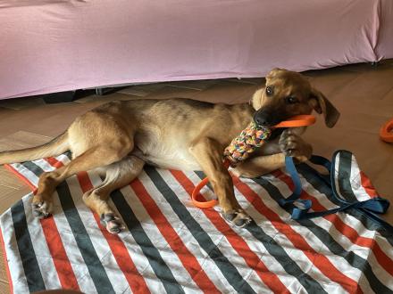 !PRIVAT! LEVI sucht ein Zuhause! 0664/1062506, Schäfer-Mix, männlich, 10 Monate