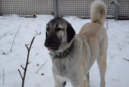 MOMO, Kangal, männlich, 15 Monate