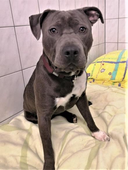 MAX, American Staffordshire Terrier, männlich, 3,5 Jahre