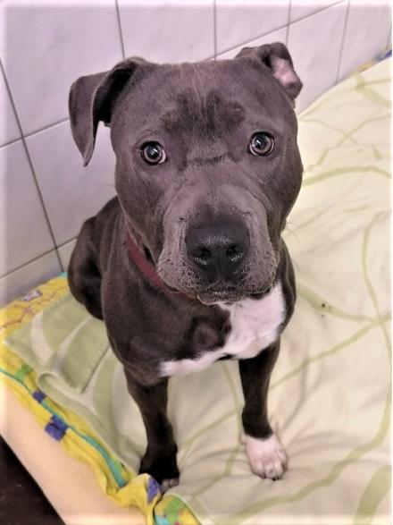 MAX, American Staffordshire Terrier, männlich, 3,5 Jahre