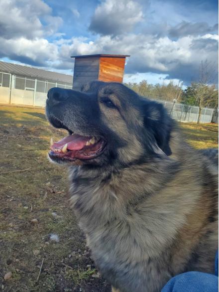 SIMBA, Sarplaninac jug. Hirtenhund, männlich, 8 Jahre