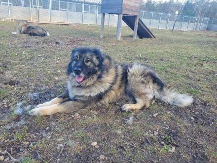 SIMBA, Sarplaninac jug. Hirtenhund, männlich, 8 Jahre
