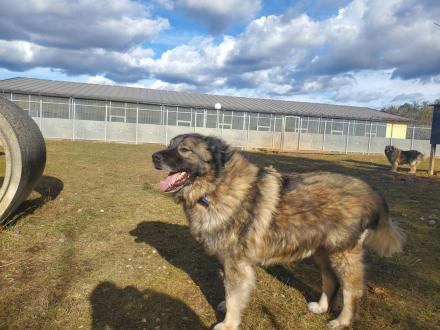 SIMBA, Sarplaninac jug. Hirtenhund, männlich, 8 Jahre