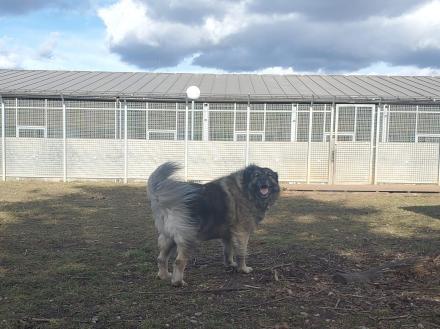 NALA, Sarplaninac jug. Hirtenhund, weiblich, 7 Jahre