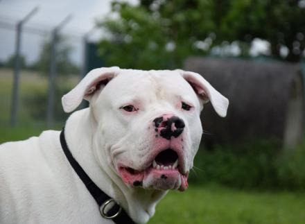 PABLO, Dogo Argentino, männlich, 2 Jahre