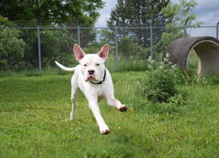 PABLO, Dogo Argentino, männlich, 2 Jahre