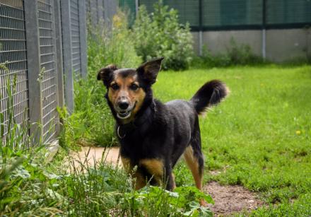 WINNIETOUCH, Schäfer Mischling, männlich, 7 Jahre