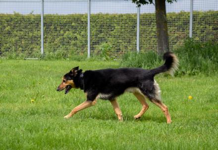 WINNIETOUCH, Schäfer Mischling, männlich, 7 Jahre