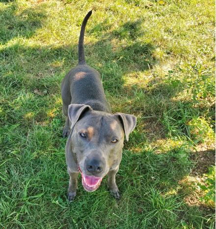 MEXX, Staffordshire Terrier, männlich, 4,5 Jahre