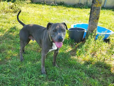 MEXX, Staffordshire Terrier, männlich, 4,5 Jahre