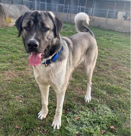 JOHNNY, Kangal, männlich, 1 Jahr