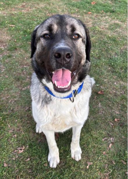JOHNNY, Kangal, männlich, 1 Jahr