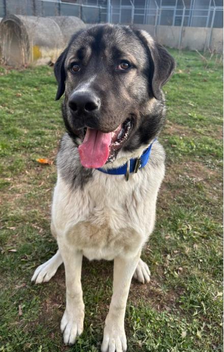JOHNNY, Kangal, männlich, 1 Jahr