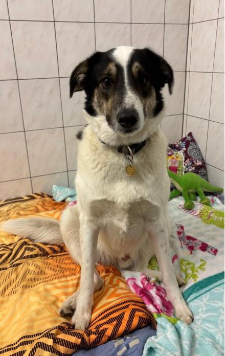 IVAR, rum. Herdenschutzhund, männlich, 4 Jahre