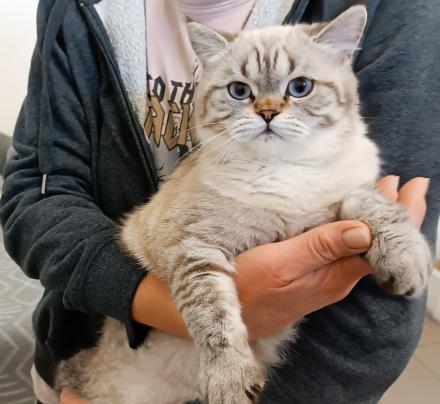 ZAZA und NELLY, BKH, männlich, 1 Jahr, 6 Monate