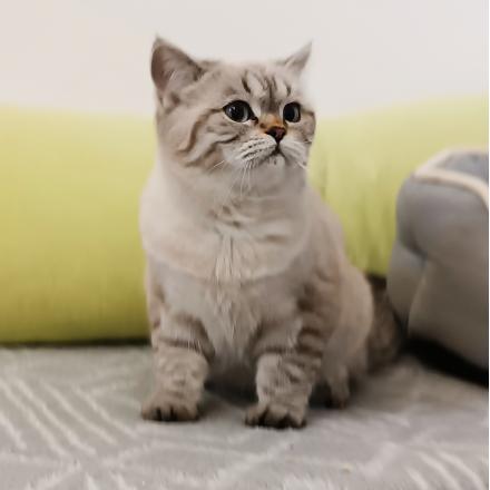 ZAZA und NELLY, BKH, männlich, 1 Jahr, 6 Monate