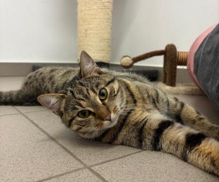 CLARA, Europäische Kurzhaar, weiblich, 2Jahre