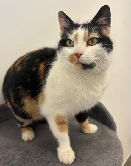 KATHI, Europäische Kurzhaar, weiblich, 3Jahre