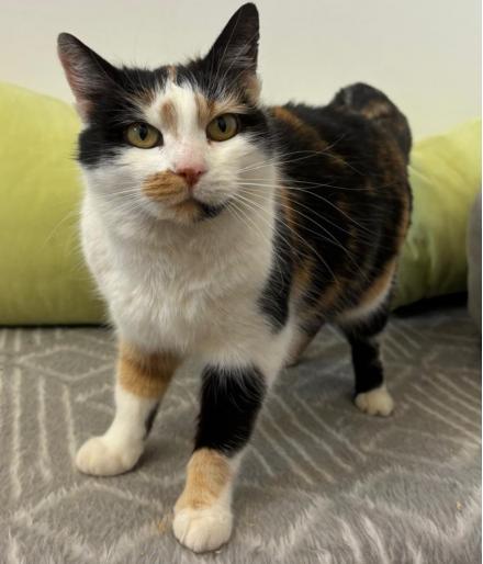 KATHI, Europäische Kurzhaar, weiblich, 3Jahre