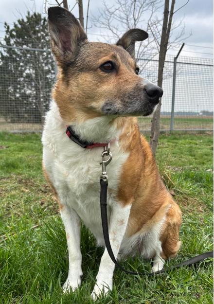 FELIX, Collie Mischling, männlich, 10 Jahre