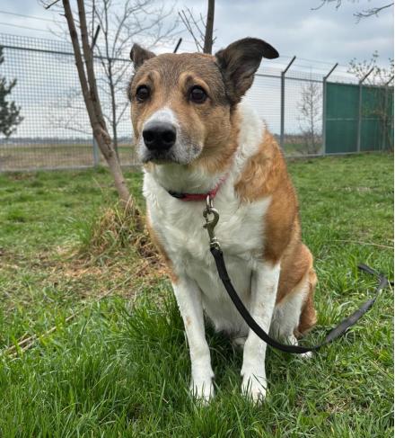 FELIX, Collie Mischling, männlich, 10 Jahre
