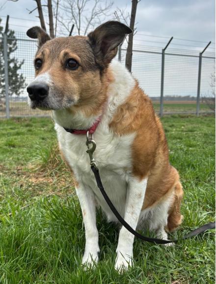 FELIX, Collie Mischling, männlich, 10 Jahre