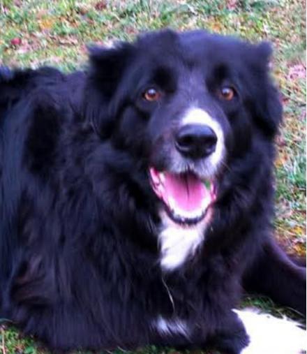 !PRIVAT DRINGEND neues ZUHAUSE GESUCHT! j.kwech@hotmail.com, Border Collie, männlich, 10 Jahre