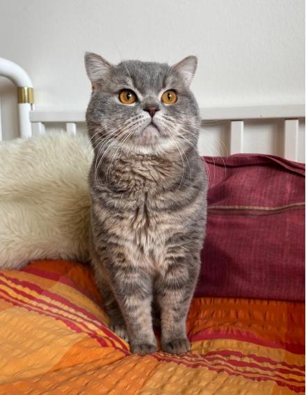 DA VINCI, BKH, männlich, 3 Jahre
