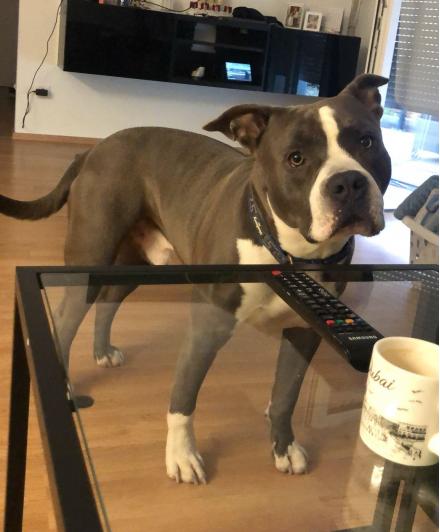!PRIVAT neues ZUHAUSE GESUCHT! 0664/8224828, American Staffordshire Terrier, männlich, 5,5 Jahre