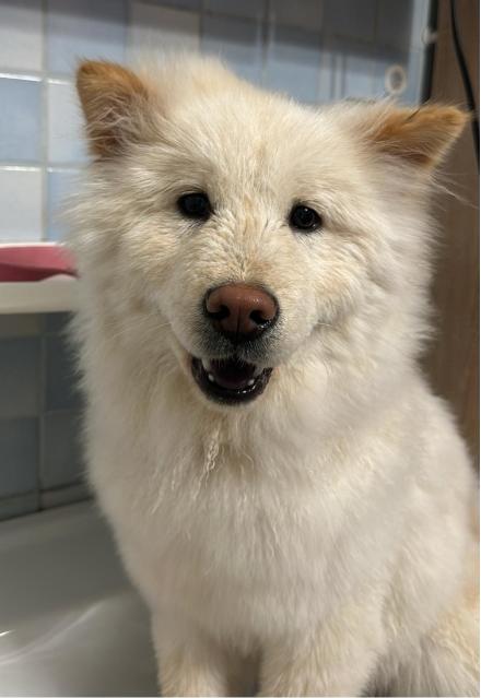 !PRIVAT neues ZUHAUSE GESUCHT! 069911095535, Chow Chow, weiblich, 11 Monate