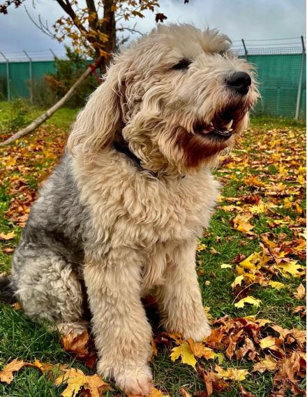 GANDALF, Bobtail, m&auml;nnlich, 8 Jahre