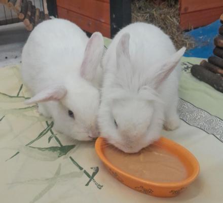 BIBI & BUTZI, Zwergkaninchen, weiblich, 9 Monate