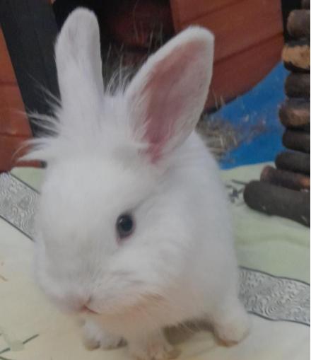 BIBI & BUTZI, Zwergkaninchen, weiblich, 9 Monate