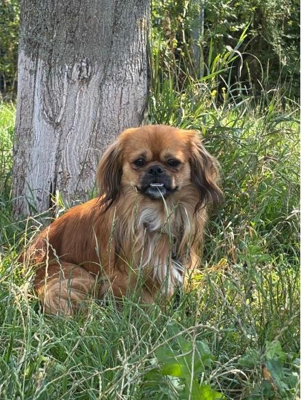 PEPINO, Pekinese, m&auml;nnlich, 4 Jahre