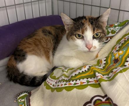 LUCY, Europ&auml;ische Kurzhaar, weiblich, 8 Jahre