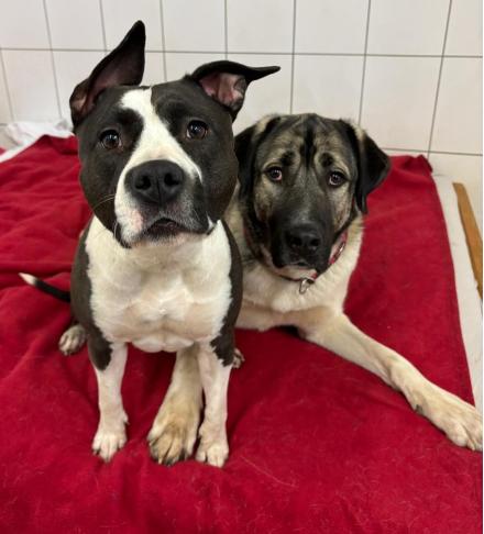 KIKI, American Stafford Terrier, weiblich, 2,5 Jahre