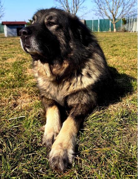 SIMBA, Sarplaninac jug. Hirtenhund, m&auml;nnlich, 9 Jahre